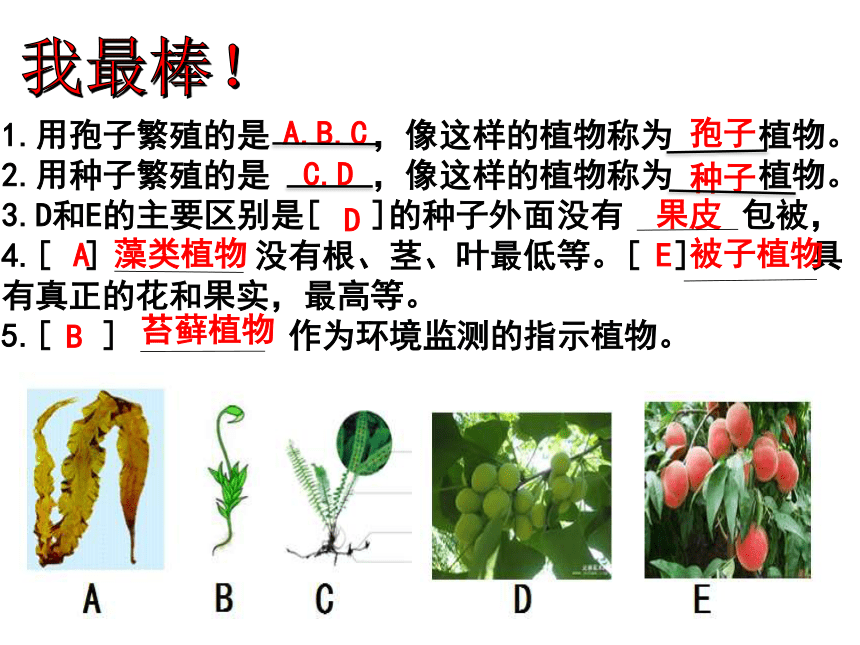 济南版生物七上专题二生物圈中的绿色植物课件（40张ppt）