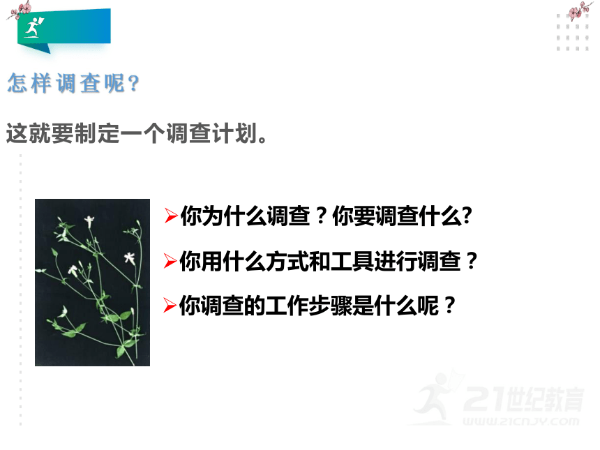 第二节  调查周边环境中的生物课件(含22张ppt)