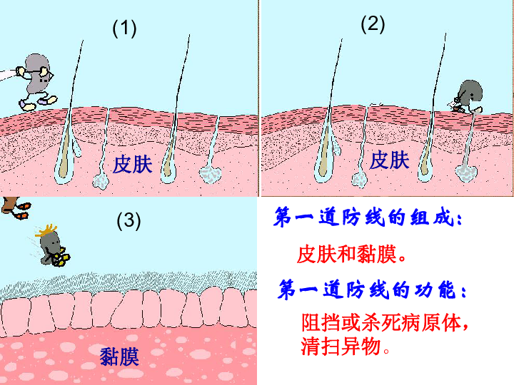 人教版八年级生物下册第八单元第一章第二节《免疫和计划免疫》课件（24张PPT）