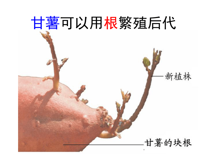 山东省单县希望初级中学八年级生物济南版上册4-1-7植物的无性生殖课件（共40张PPT）