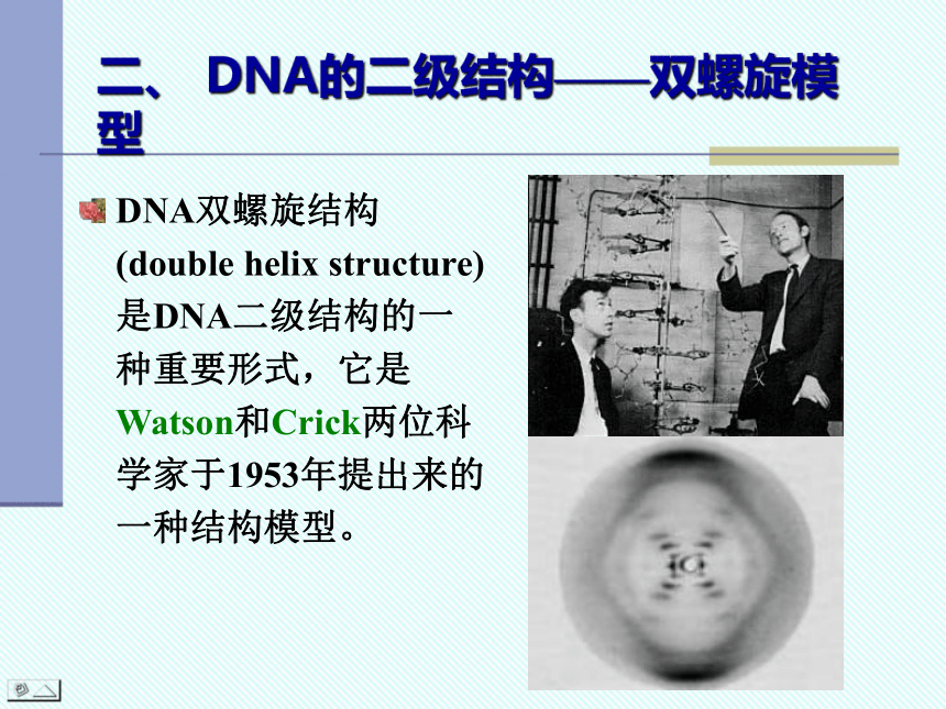 遗传物质DNA