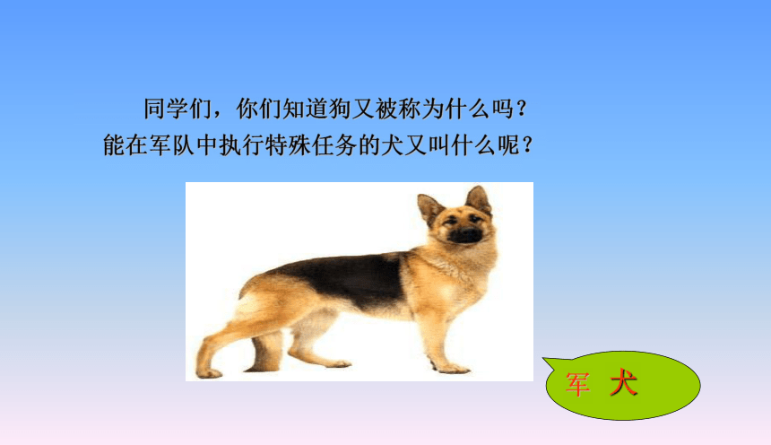 军犬黑子   课件