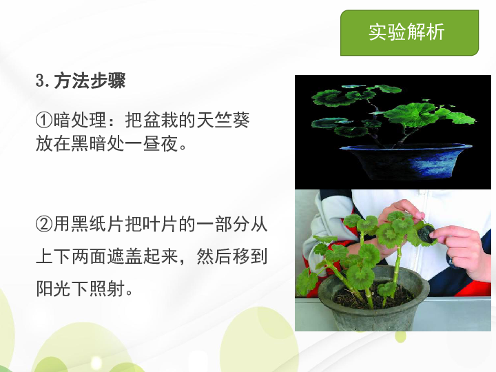人教版七年级生物上册复习课件：绿色植物的光合作用和呼吸作用实验分析课件(共31张PPT)