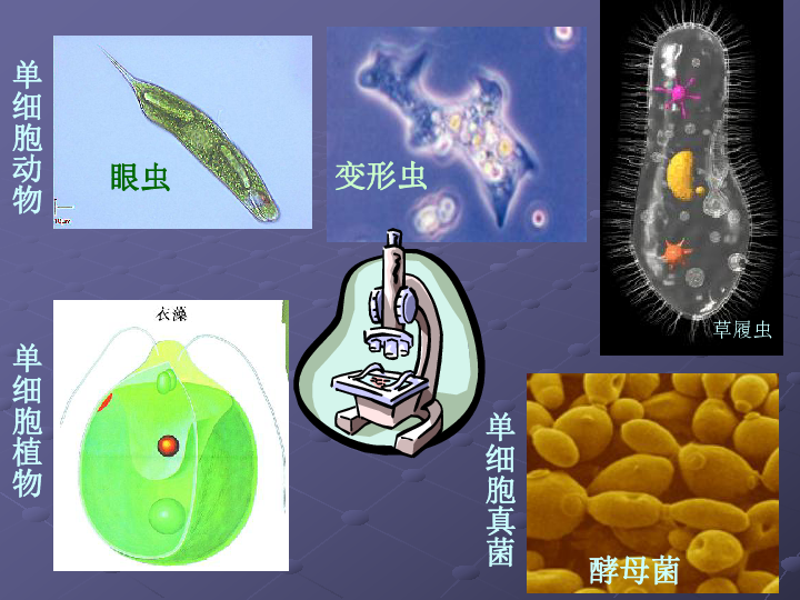 苏科版七下生物　9.3 单细胞的生物体 课件（共14张PPT）