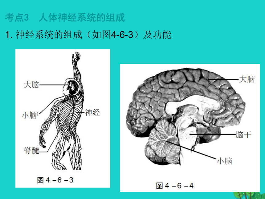 2017年中考生物复习--人体生命活动的调节 课件（53张）