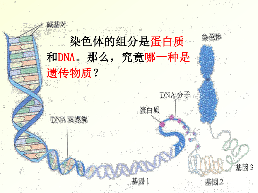 3.1DNA是主要遗传物质（共26张PPT）