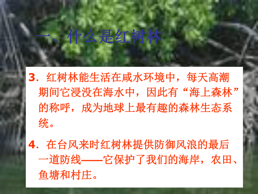 红树林的主要特征  PPT