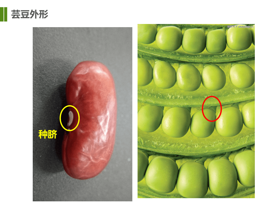子叶和胚乳的区别图片