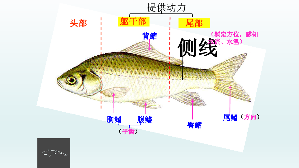 鱼的外表结构图图片