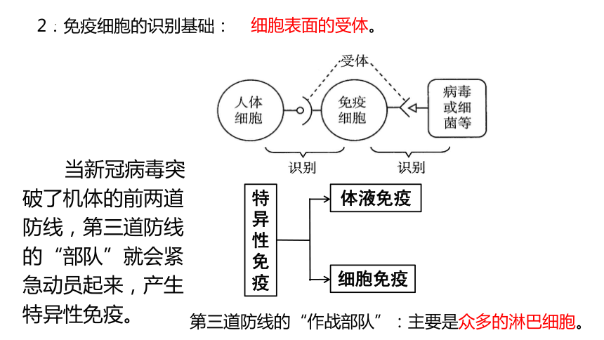 42特異性免疫課件20212022學年高二上學期生物人教版選擇性必修1共21