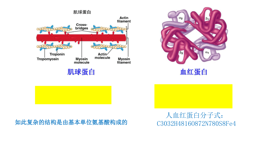 肌蛋白示意图图片