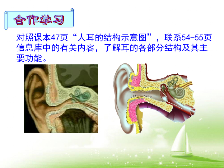 《人体对信息的感知--耳和听觉》课件 (共22张PPT)