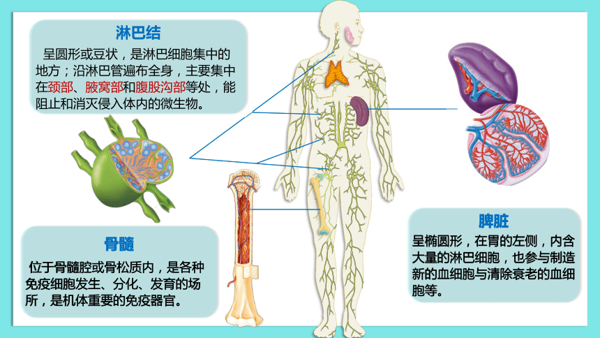 脊髓免疫器官图片