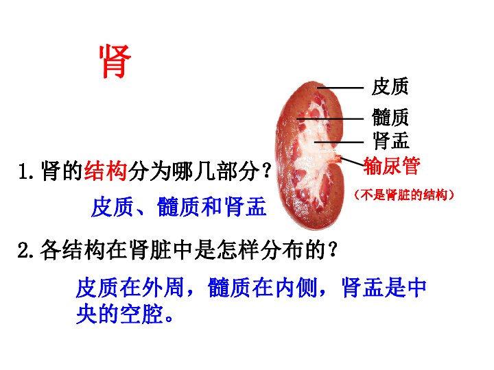 济南版生物七下第四章人体内代谢废物的排出（复习）课件（共33张PPT）