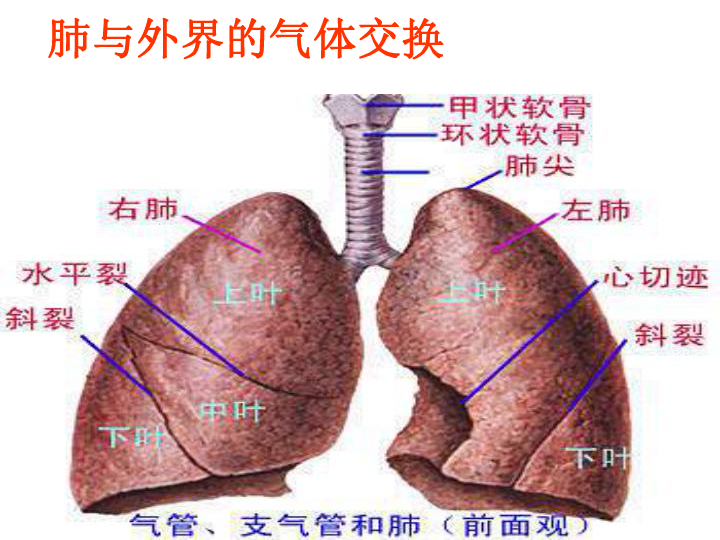 肺尖在什么位置图解图片