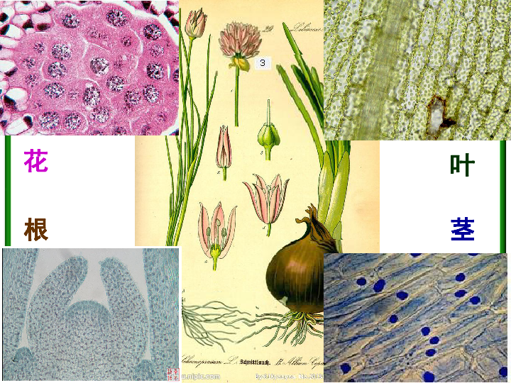 苏教版七上生物  3.1 植物细胞的结构和功能课件（35张PPT）