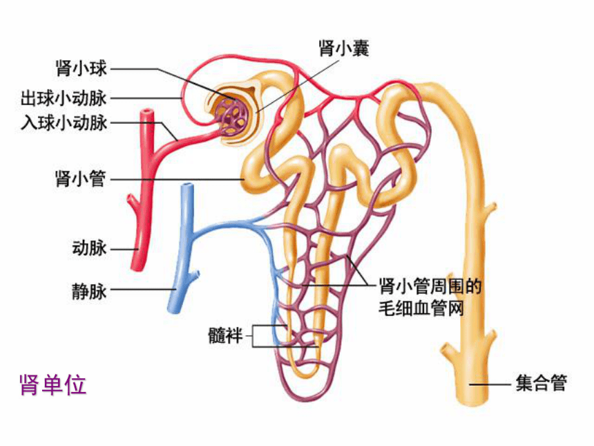 11.2 尿的形成与排出 课件