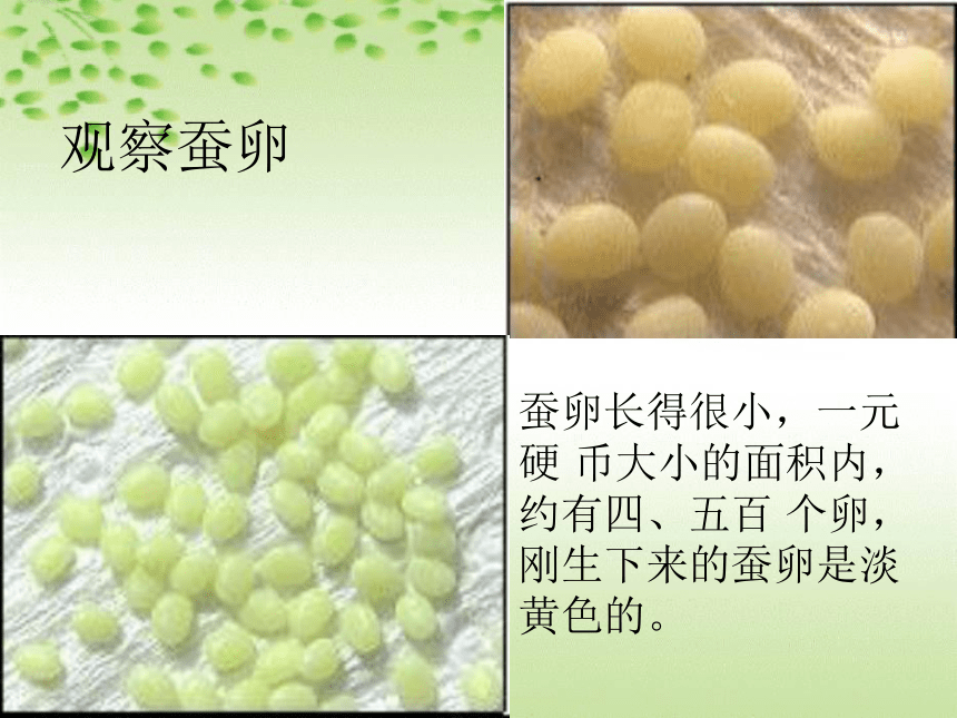 鄂教版科学三年级下册第二单元《6.蚕宝宝出生了》课件