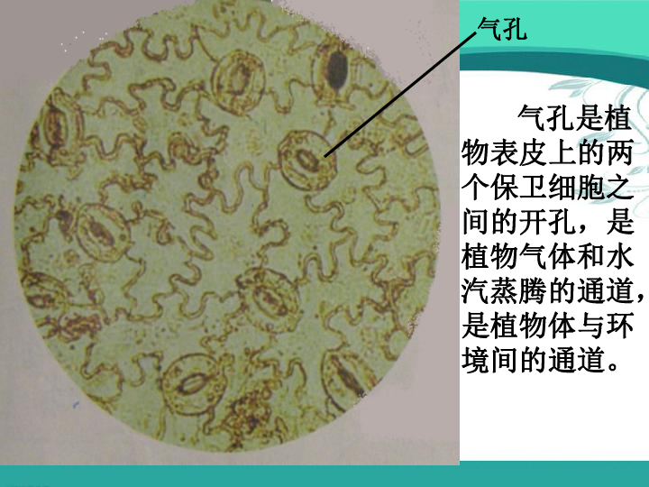 教科版科学六年级下册 6 用显微镜观察身边的生命世界(二) 课件（21张ppt）