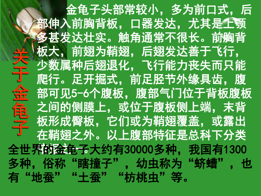 十六松树金龟子课件