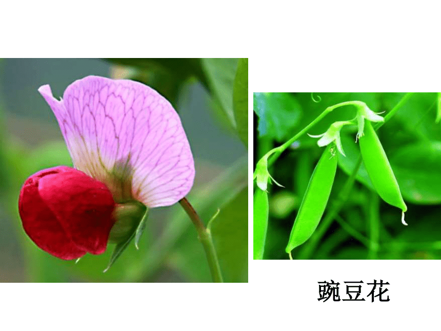 植物的花 课件（22ppt）