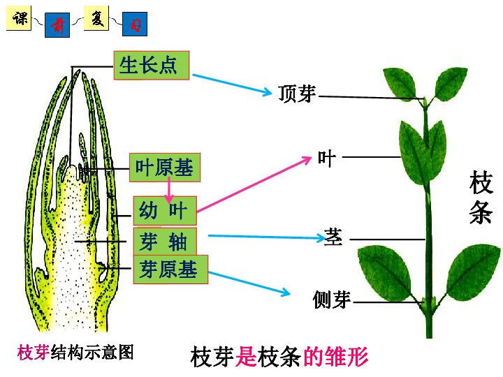 植物茎的结构简图图片
