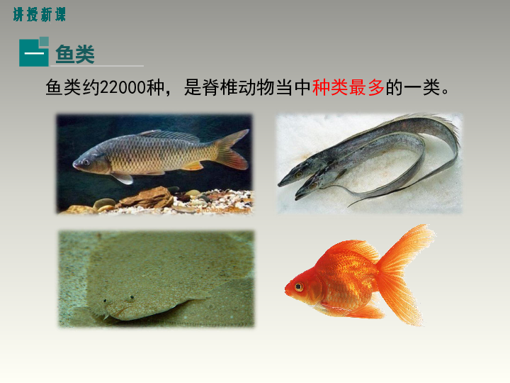 4、鱼类和两栖动物 课件（25张PPT）