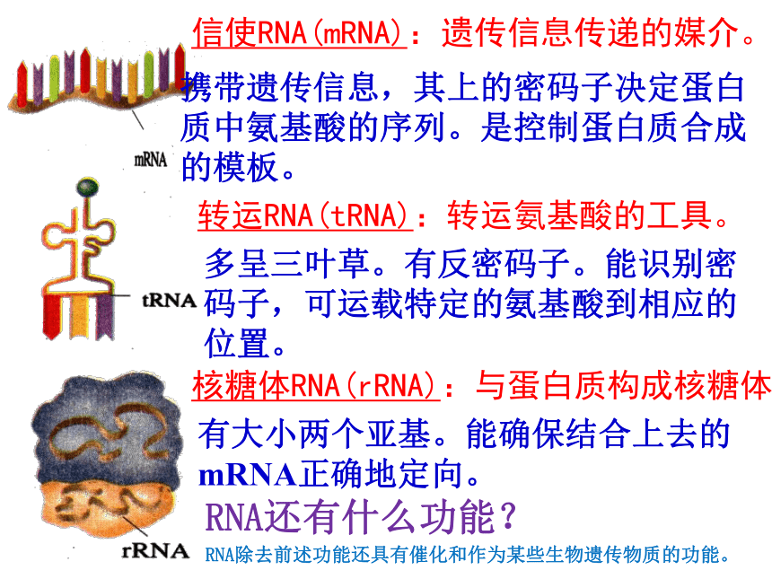 人教版生物必修二课件4.1　基因指导蛋白质的合成　教学课件（38张）