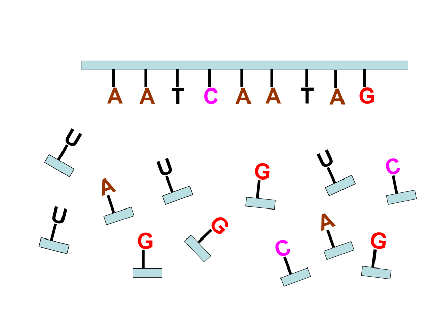 人教版必修2第四章第一节基因的表达--基因指导蛋白质的合成（共39张PPT）
