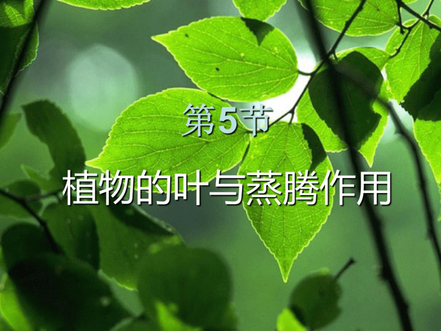 4.5植物的叶与蒸腾作用