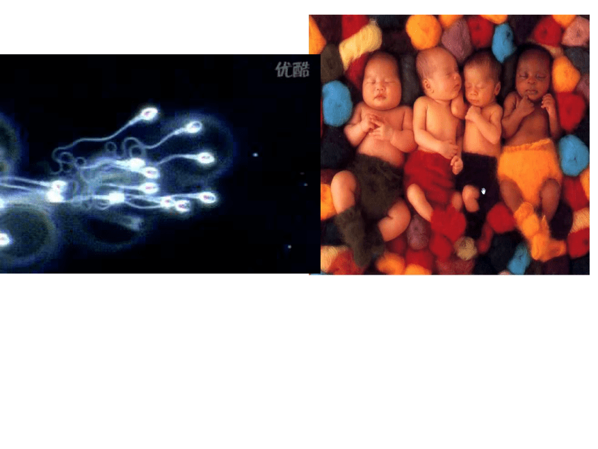 精卵结合孕育新的生命第2课时--胚胎发育课件