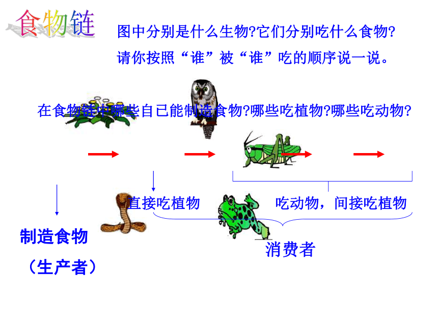 小学科学  冀教版  六年级上册  第二单元 无处不在的能量  10 动物与能量 课件