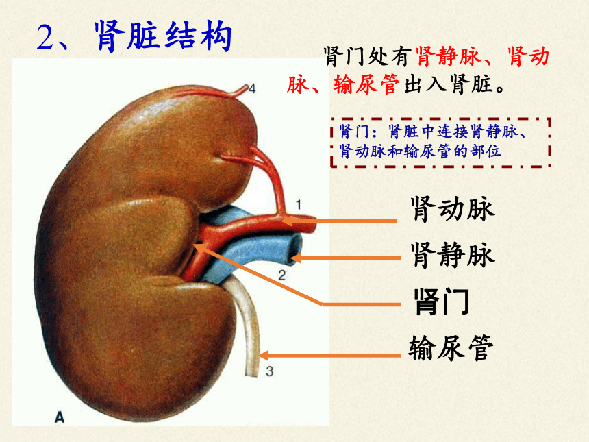 肾下极在哪图片