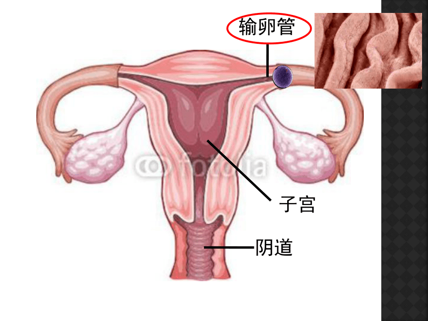 八年级生物上册10.1人的生殖和发育