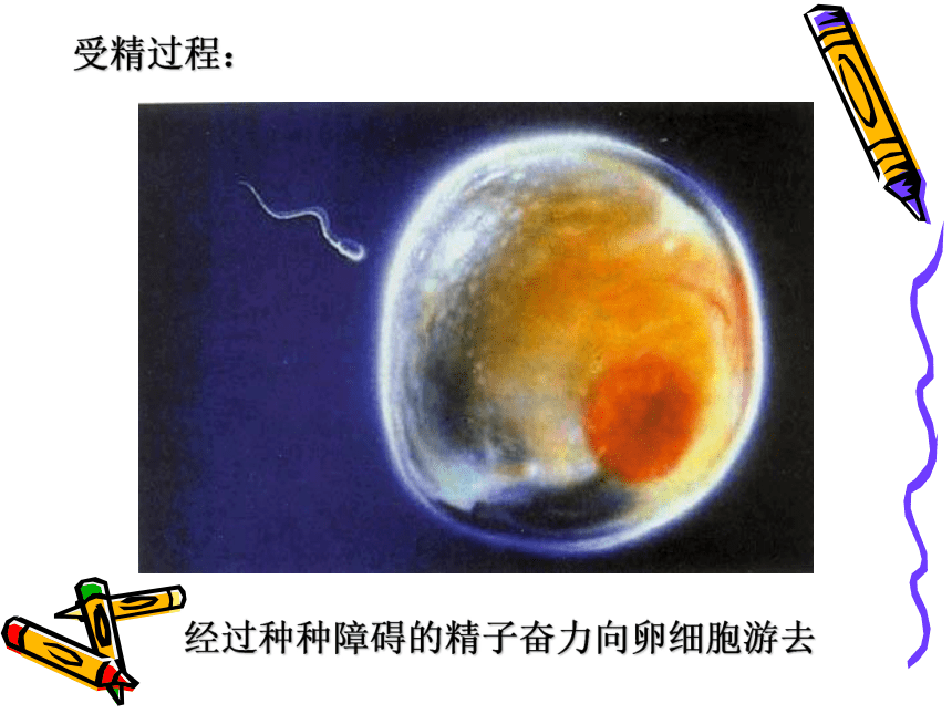 浙科版生物选修3第三章第一节从受精卵谈起（共44张PPT）