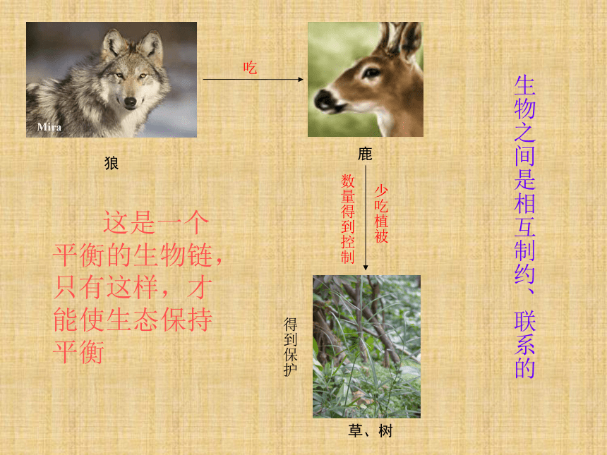 14鹿和狼的故事    课件（共14张ppt）