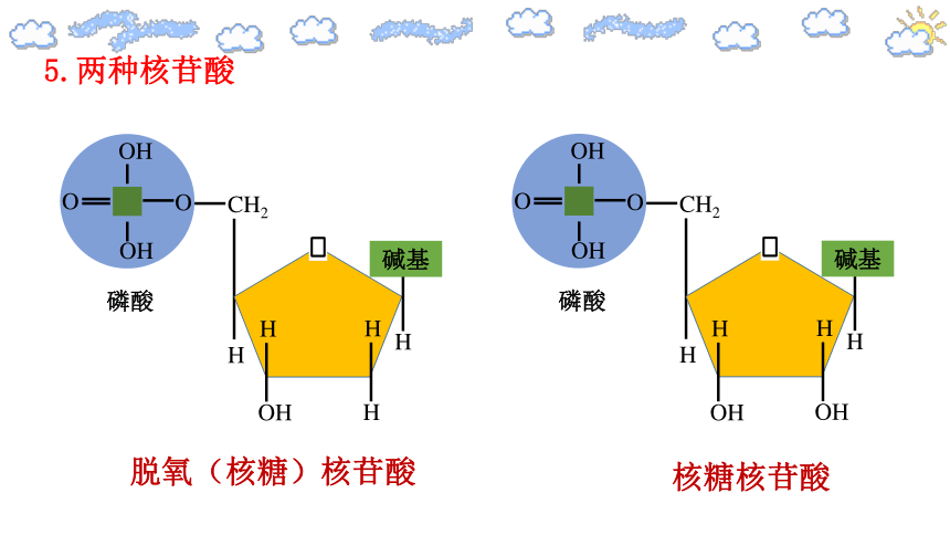 4,8a,5,2,8 b,4,2,21,组成人体内核酸的碱基,五碳糖,核苷酸各有