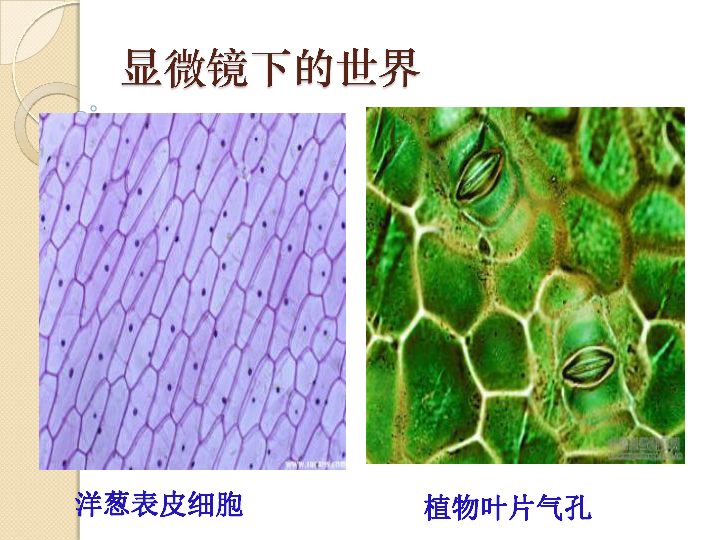 北师大版七年级上册生物课件 3.1 细胞的基本结构和功能  课件 (39张PPT)