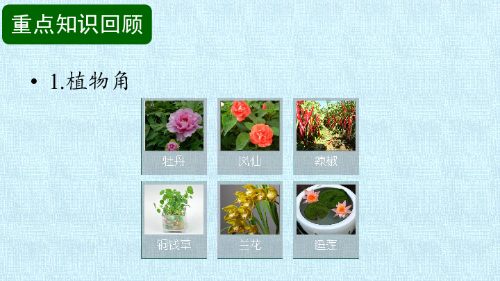 湘科版科学二下 第二单元 植物的生长 复习课件  (共13张PPT)