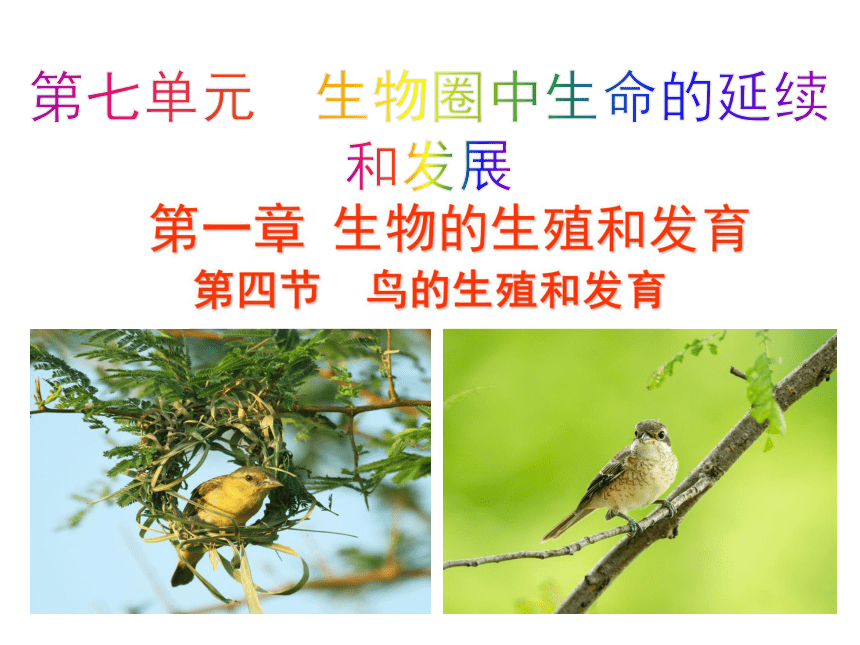 【教师原创】人教版生物八下7.1.4  鸟的生殖和发育 课件（19张ppt）
