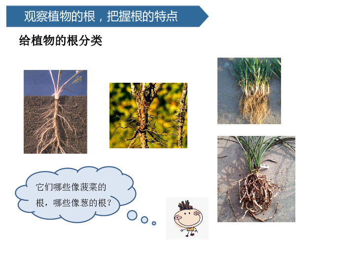 第6课 植物的根 课件 (共15张PPT)