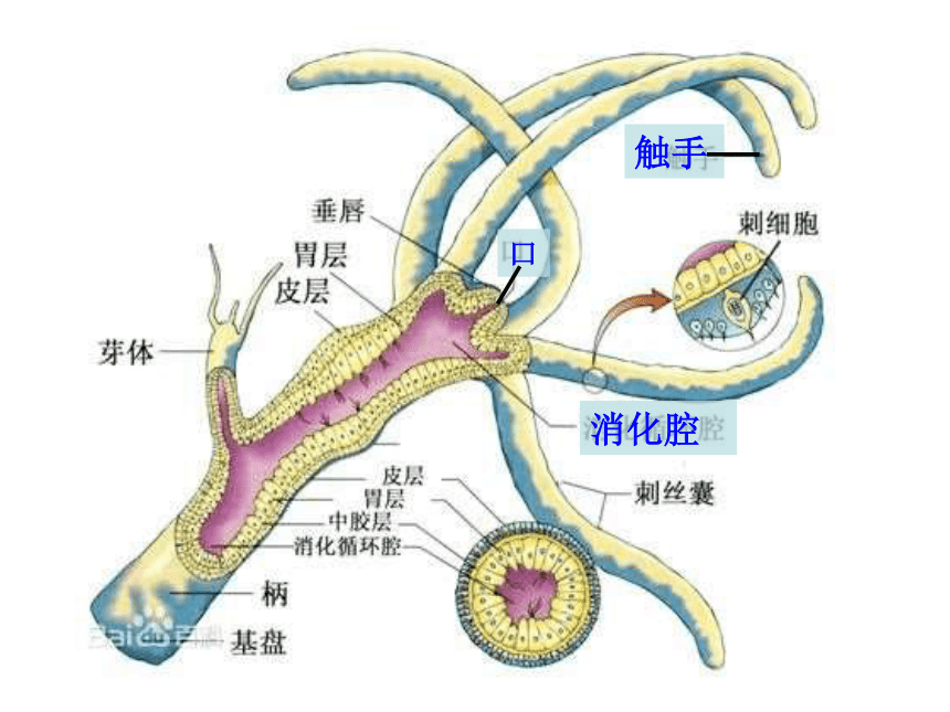 苏教版第五单元第十四章第二节千姿百态的动物世界课件(80张PPT)