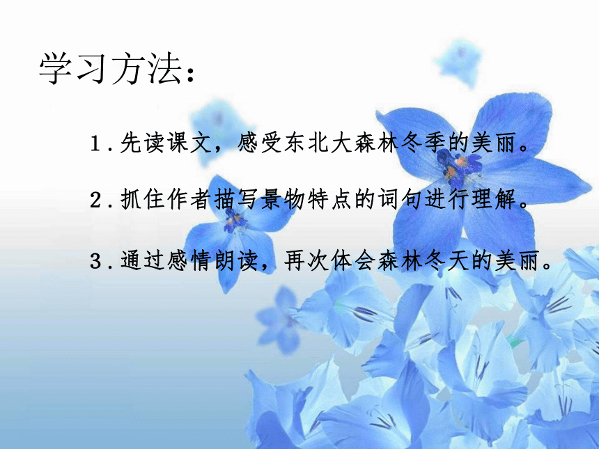 《东北大森林》课件  (共22张PPT)