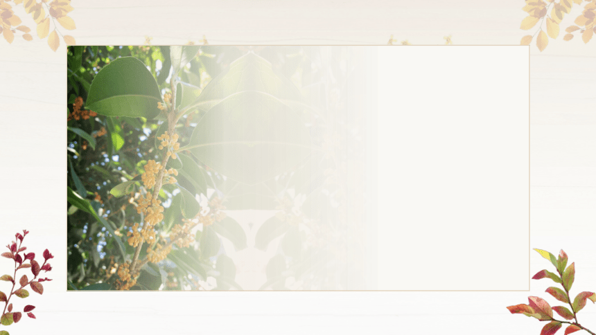 桂花雨背景图图片