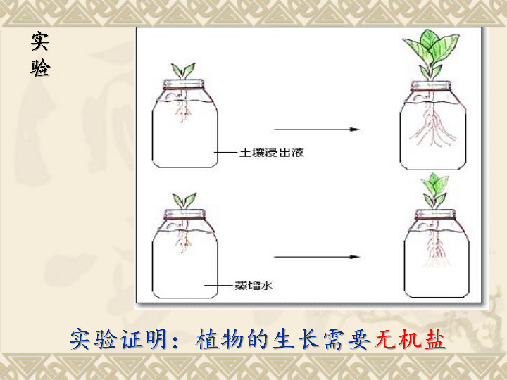冀教版八上生物 3.2.3无机盐与植物的生长 课件 (30张PPT)