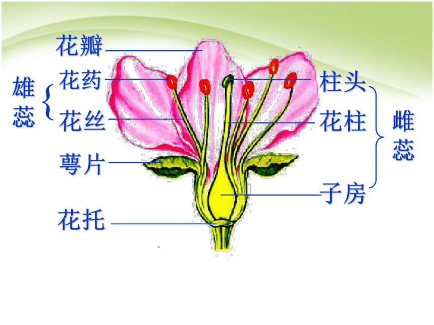 人教版生物七年级上册323开花和结果课件共23张ppt