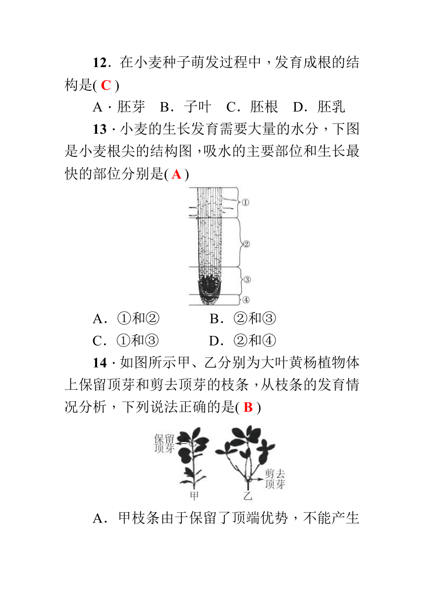 2017—2018学年生物（人教版）七年级上册检测题：第三单元 生物圈中的绿色植物(一) 检测题