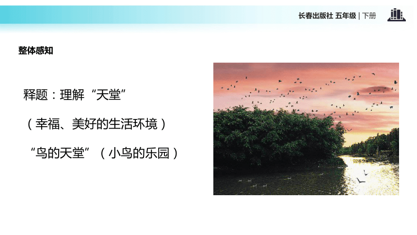 鸟的天堂课件 (共17张PPT)