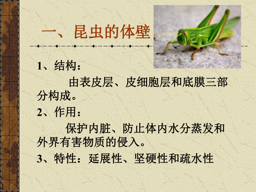 蝗虫的结构和功能(浙江省温州市瓯海区)