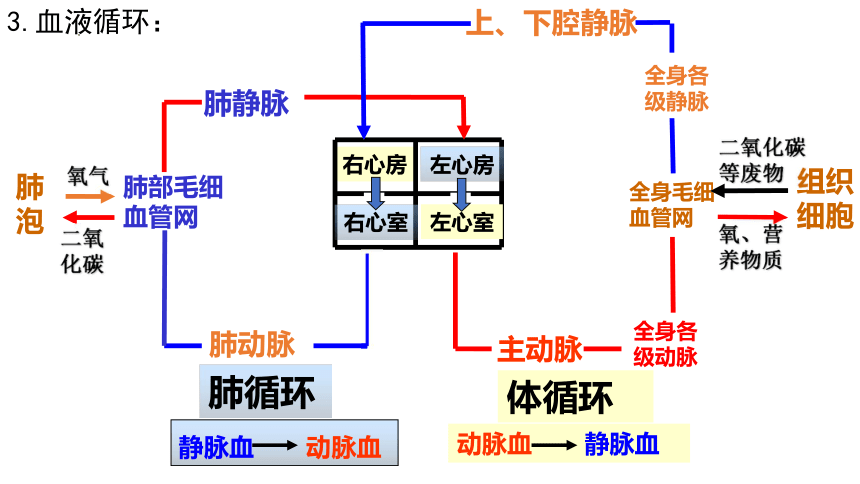 20212022学年人教版七年级生物下册443输送血液的泵心脏第二课时课件